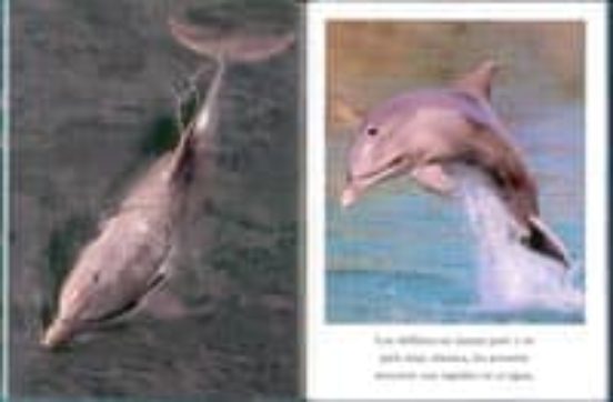 Delfines