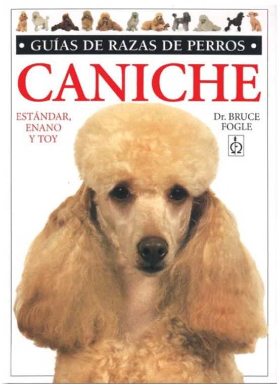 Caniche: Estandar Enano Toy