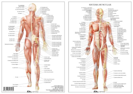 Sistema Muscular