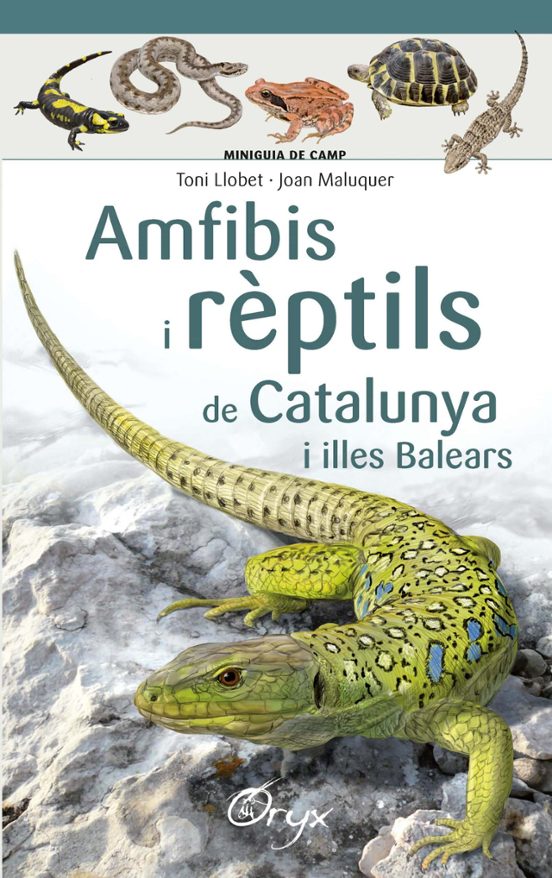 Amfibis I Rèptils De Catalunya I Illes Balears