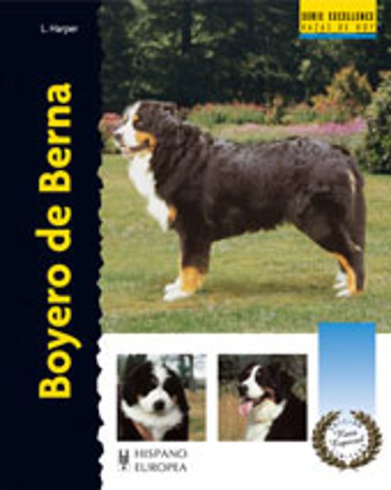 Boyero De Berna