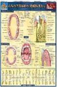 (LAMINA) ANATOMIA DENTAL di VV.AA. 