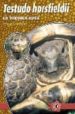 TESTUDO HORSFIELDII: LA TORTUGA RUSA di WILMS, THOMAS 