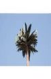 THE INFRASTRUCTURAL CITY: NETWORKED ECOLOGIES IN LOS ANGELES di VARNELIS, KAZYS 