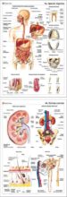 MURALES DE ANATOMIA N 4: APARATO DIGESTIVO; SISTEMA EXCRETOR (12 7X82) di VV.AA. 