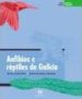 ANFIBIOS E REPTILES DE GALICIA di CALVO PEA, XUSTO  VARELA PARAPAR, XOSE LUIS 