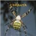 L ARANYA (LLEGIM I ESCRIVIM; 14) di VV.AA. 