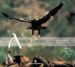 AVES DE ESPAA. UNA CELEBRACION= BIRDS OF SPAIN. A CELEBRATION (5 0 AOS SEO: 1954-2004) di VV.AA. 