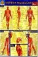 SISTEMA MUSCULAR (APRENDA FACIL) di VV.AA. 