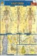 FICHA DE ANATOMIA di VV.AA. 