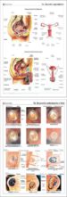 MURALES DE ANATOMIA N 7: APARATO REPRODUCTOR; DESARROLLO EMBRION ARIO Y FETAL (127X82) di VV.AA. 