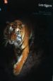 LOS TIGRES de PICQ, PASCAL 